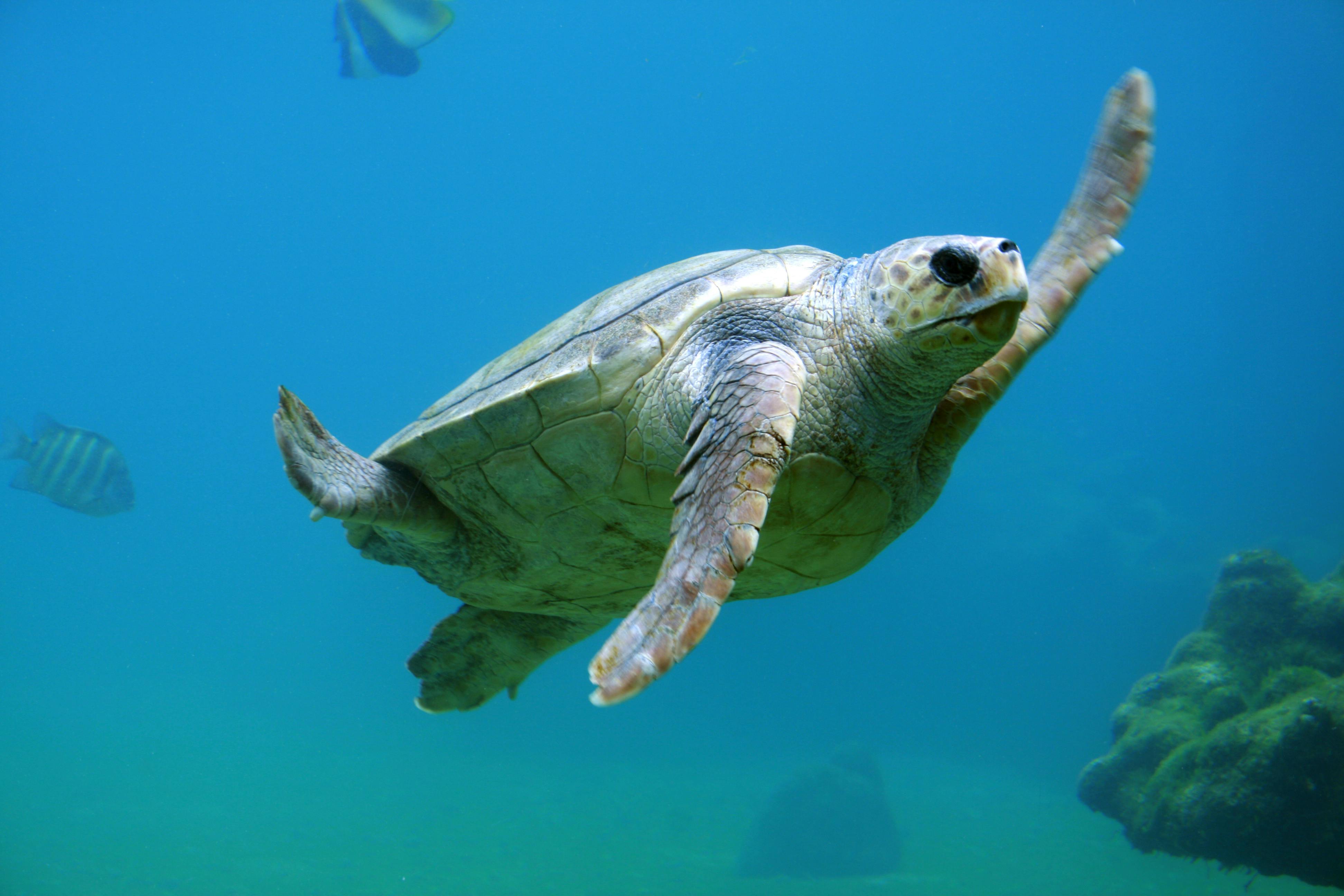 Turtle swimming in clear water
