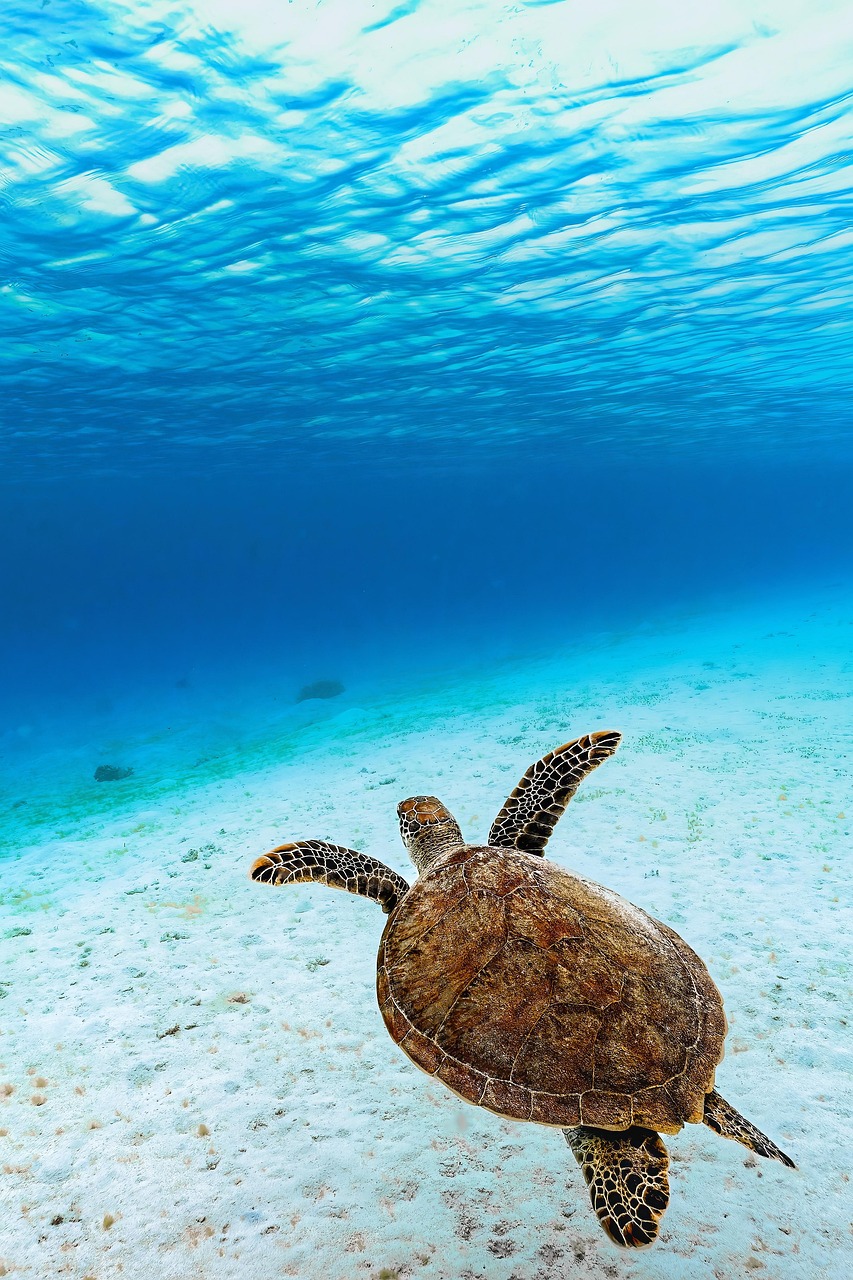 Sea turtle with coral background